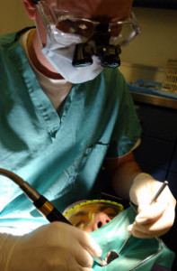 Endodontist doing a root canal procedure